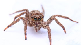 Tela de araña enreda elección