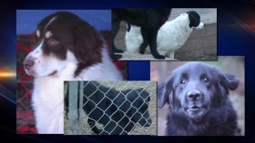 Perros entrenados por reclusos