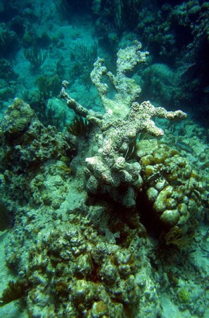 Los arrecifes de coral, aún vírgenes de la actividad humana, son uno de los principales atractivos naturales de Culebra.