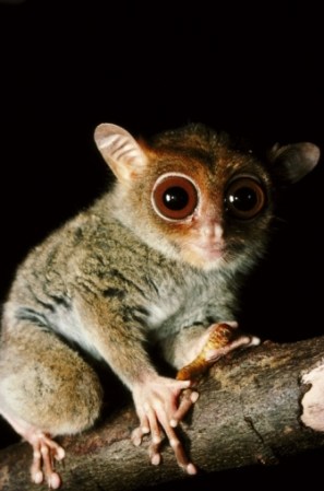 Tarsero fantasma, es un primate de grandes ojos y dedos largos. Su pequeño tamaño, su aspecto de fragilidad y su triste expresión despiertan ternura en quien los observa de cerca. Vive principalmente en Indonesia.