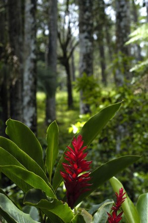 La isla cuenta con diversidad de orquídeas, flamboyanes, palmeras reales, mangles, pinos y cedros.