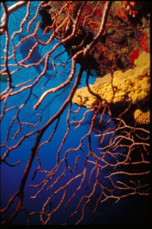 Efras Wall en Guánica es uno de los lugares favoritos para bucear (scuba diving) en la isla.
