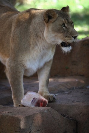 El león está atento además a que nadie se lleve su bocado helado