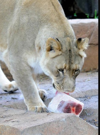 Isis, un león africano de 7 años de edad, disfruta de un suculento helado sabor a huesos de ternera en este zoológico del estado de Illinois.