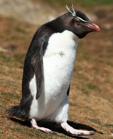Pingüino Rockhopper o de penacho amarillo, como todas las distintas variedades de esta especie, son elegantes y de imagen simpatica.