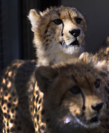 30 D ENOVIEMBRE, 2012: El zoológico de Miami ya cuenta con dos guepardos (también conocidos como cheetas), traídos directamente de Africa.
