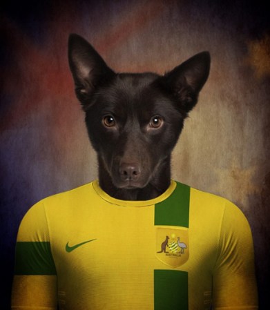 Kelpie Australiano / Australia