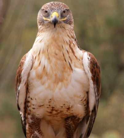 El halcón es un ave de penetrante mirada y alas finas, que le permiten alcanzar grandes velocidades. La variedad de halcón peregrino es la más rápida del planeta: alcanza velocidades de entre 230 y 360 kilómetros por hora.