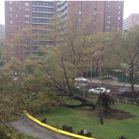 Arbol cae en Rego Park Queens. <br /><br />¡Haz clic aquí para mandar tus fotos de Sandy