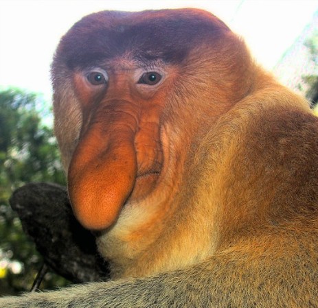 El mono narigudo o násico es una especie de primate endémico de la isla de Borneo, en el sureste asiático.
