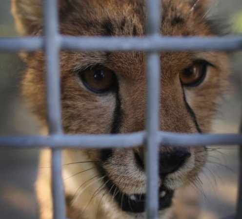 Tienen apenas nueves meses de vida y de momento van a vivir en una zona resguardada del zoo durante al menos un mes hasta que se aclimaten a su nueva casa.