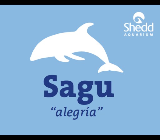 Vota aquí para ponerle nombre al bebé delfín