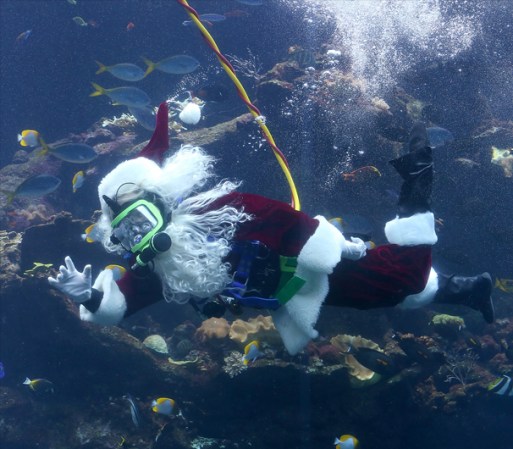SAN FRANCISCO, CALIFORNIA - Santa bucea en un acuario gigante de la Academia de las Ciencias de California.