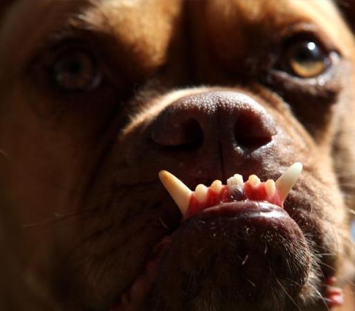 Hasta el perro tipo bóxer entra en esta competencia.