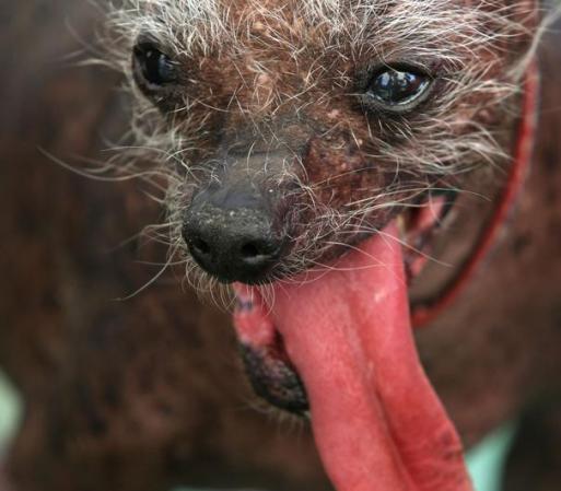 El perro ganó $1,500 dólares y varios minutos de fama.