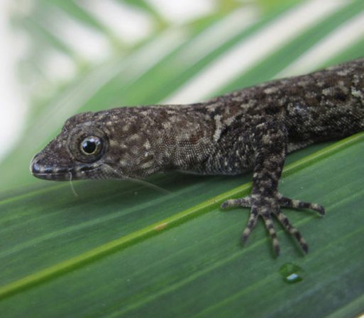 Los dedos del lagarto Gecko, que les permite correr a mucha velocidad, fueron la inspiración para crear un adhesivo biocompatible que está siendo probado para usarse en intervenciones quirúrjicas.