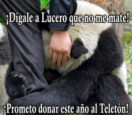 Las críticas en su contra han sido abundantes.