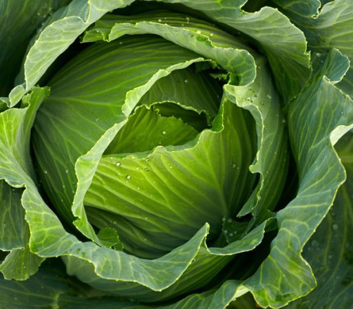 VERDURAS: No olvides consumir todo tipo de verduras que sean altas en hierro y minerales necesarios, la col es una excelente opción que puedes preparar en ensaladas.