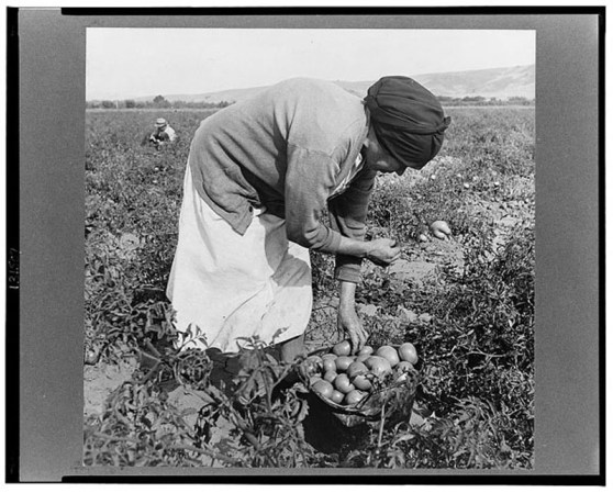 Inmigrante mexicana cosechando los tomates. Valle de Santa Clara, California, 1938.