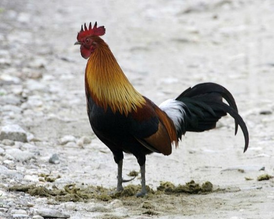 El gallo es la especie más numerosa del planeta. Se calcula que hay más de 13 mil millones de ejemplares en el mundo.