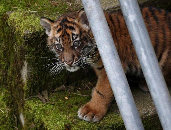 El tigre de Sumatra tiene un sentido de la vista y del oído muy agudo, lo que les convierte en unos buenos cazadores.