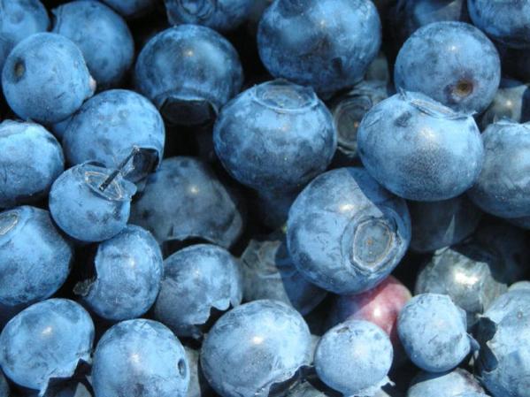 Las moras azules son excelentes para aprovechar al máximo la energía y para tener alegría. Cómala a diario.