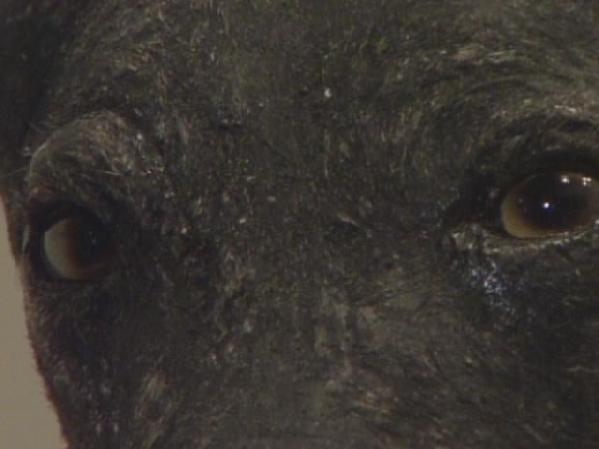 El chupacabras está en Nueva York, aseguran quienes lo exhiben y fuimos a ver de cerca al extraño animal.