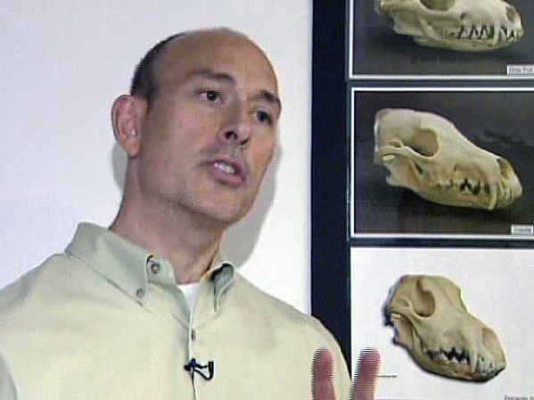 Para el director del museo, sus evidencias muestran que hay dos tipos de chupacabras.