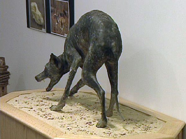 Los dueños del museo se lo compraron al zootecnista que lo disecó con esa figura de monstruo listo para atacar con sus afilados colmillos.