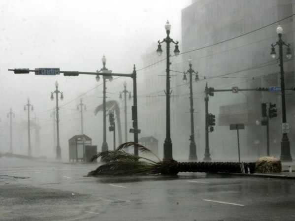 Palmeras caídas en la famosa Canal Street.