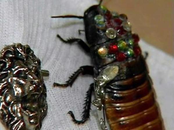 Joyas de cucaracha El último grito de la moda en joyería esta primavera es algo que tiene patas y se mueve.