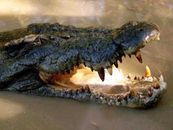 Este lagarto puede confundirse a menudo con un trozo de árbol caído, un error que puede ser fatal.