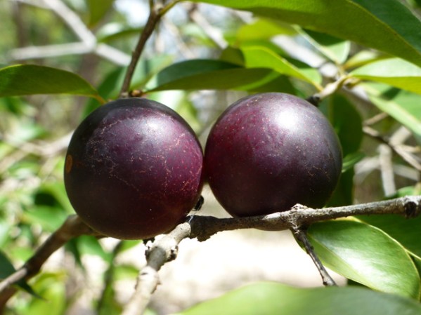 Camu Camu.- una cucharada de esta planta provee mil 180 veces mas cantitdades de vitamina C de la ingesta diría recomendada.