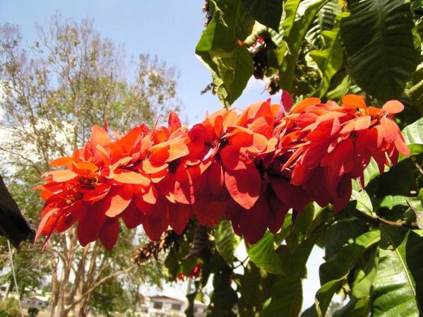 QUINTO LUGAR: Con flores como ésta Trinidad y Tobago es el quinto país más feliz del orbe.
