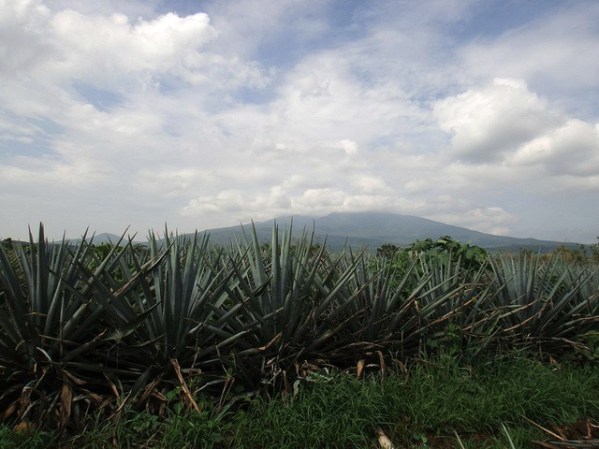 La norma establece que la bebida debe ser producida por miembros de la industria autorizada y la materia prima (el agave) debe cultivarse en una franja que abarca 180 municipios de cinco estados del país, como este paisaje que se localiza en Hostotipaquillo, Jalisco.