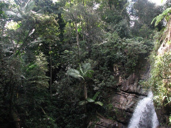 Se trata de un recorrido por una selva tropical de 11 mil hectáreas, en la que hay 240 especies de árboles y que -por si eso no fuera suficiente- es una importante reserva de aves en el mundo.