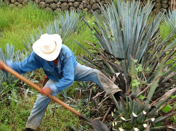 Al proceso para retirar la penca de la piña se le conoce como jima.