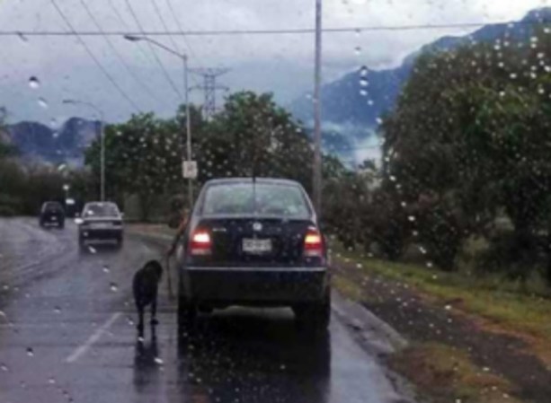 Parece haberlo llevado así en una ruta transitada por vehículos. El insólito espectáculo llamó aparentemente la atención de una persona que siguió al individuo, tomó fotos y las subió a Facebook.