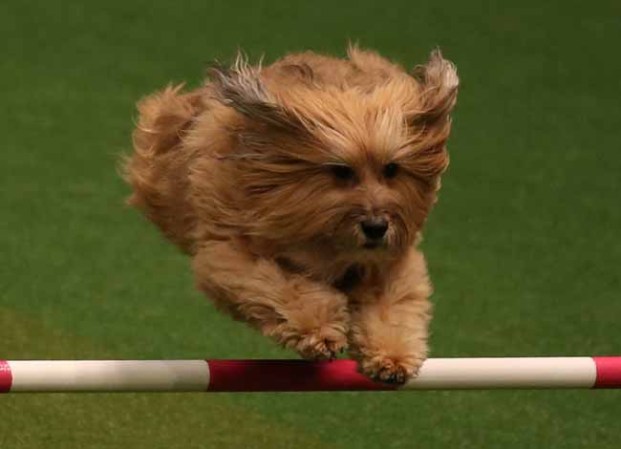 Estas mascotas están... para comérselas.