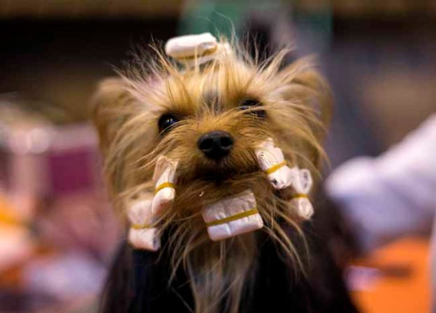 Estas mascotas están... para comérselas.