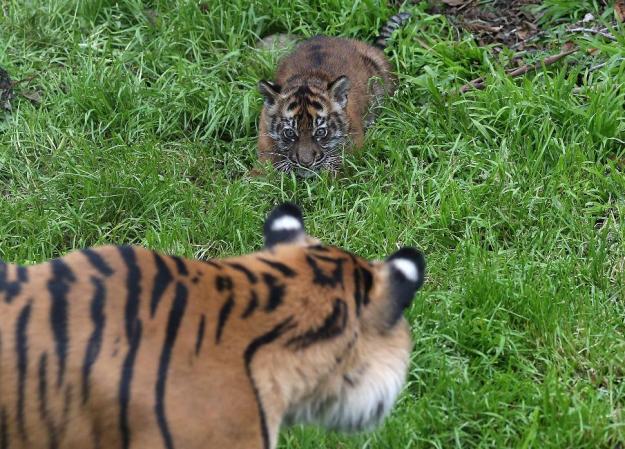 El tigre de Sumatra, es una subespecie de tigre. Se encuentra únicamente en la isla de indonesia de Sumatra, de allí su nombre.