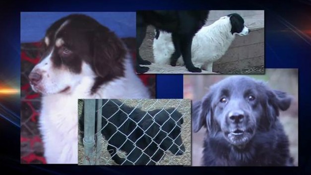 Buscan a los que no hacen caso de las reglas y tienen a sus animales sin permisos ni vacunas.