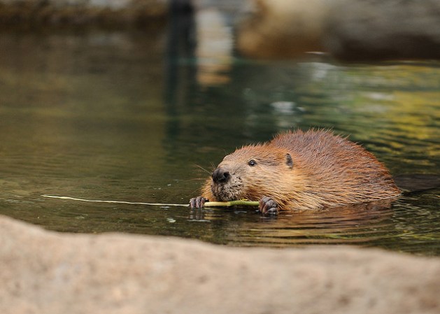 Uno de los más antiguos de EE.UU., el Lincoln Park Zoo es una experiencia divertida, gratuita y súper interesante que no te puedes perder.