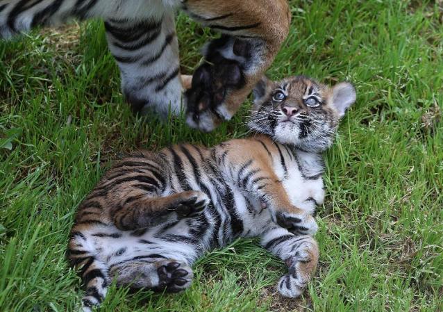 Por esa razón, hay esfuerzos por conservarlo y reproducirlo, como el del zoológico de San Francisco.