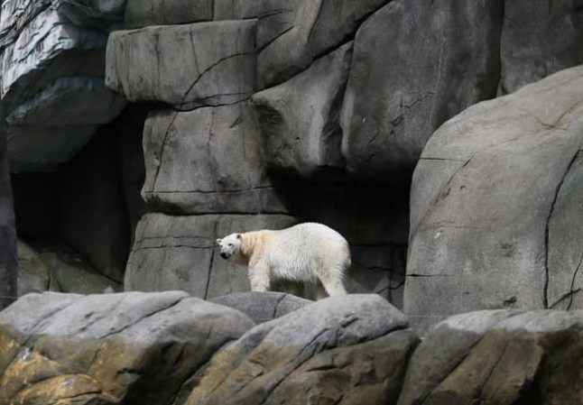 Un oso polar camina en su hábitat dentro del zoológico.