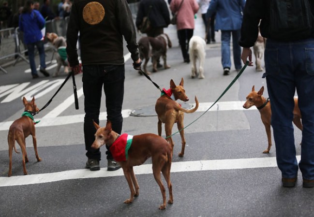 Imágenes del desfile de “Columbus Day” en la ciudad de Nueva York.