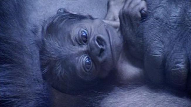 Bebé gorila herida en el Lincoln Park Zoo