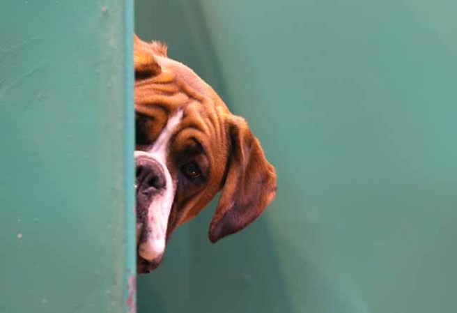 Tanto es así que ante un concurso de perros, sus cuidadores los preparan hasta la saciedad para ganar.