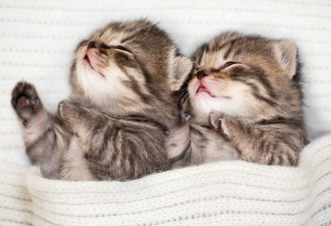 Descubre aquí una lista de los 25 animalitos mas lindos que no puedes resistir no abrazarlos. Iniciamos con estos hermosos gatitos, imposible resistirse a abrazar a estas pequeñas bolas de pelos aunque rasguñen.