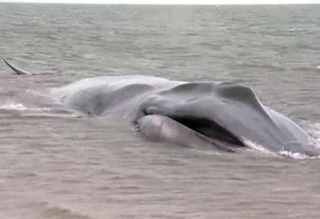 Biólogos marinos y otros especialistas buscan la manera de salvarle la vida a una ballena herida orillada en las playas de Nueva York.